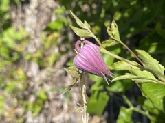 Clematis vinacea