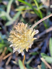 Trifolium eriocephalum