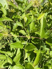 Clematis vinacea