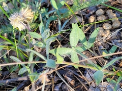 Trifolium eriocephalum