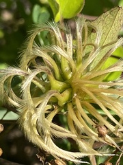 Clematis vinacea