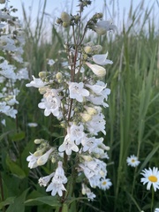 Penstemon digitalis
