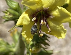 Rhinusa tetra