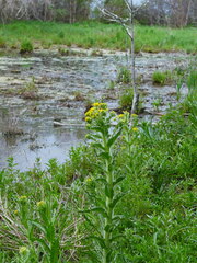 Tephroseris palustris