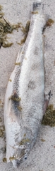 Menticirrhus