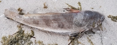 Menticirrhus
