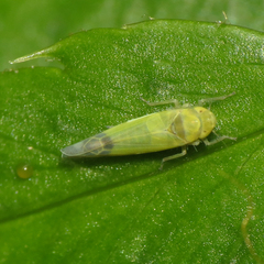 Eupteryx filicum