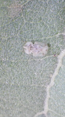 Corythucha immaculata