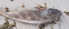 Menticirrhus