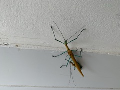 Tithonophasma tithonus