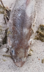 Menticirrhus