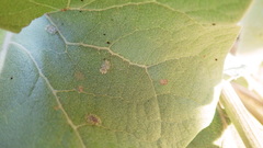 Corythucha immaculata