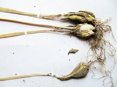 Allium maximowiczii
