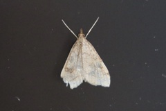Udea profundalis
