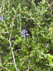 Ceanothus lemmonii