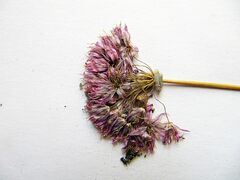 Allium maximowiczii