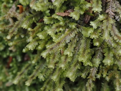 Macrodiplophyllum rubrum