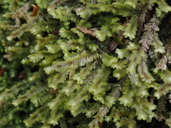 Macrodiplophyllum rubrum