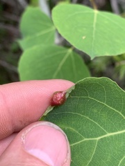 Phyllocoptes didelphis