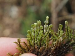 Macrodiplophyllum rubrum