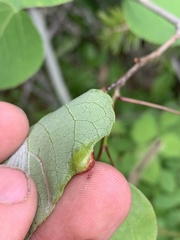Phyllocoptes didelphis