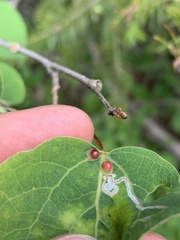 Phyllocoptes didelphis