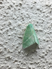 Chlorosea banksaria