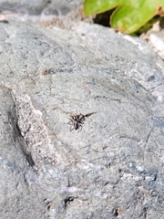 Habronattus ballatoris