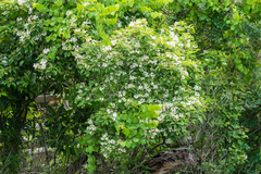 Cornus foemina