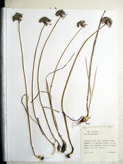 Allium maximowiczii