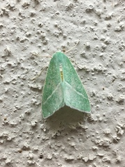 Chlorosea banksaria
