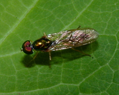 Sargus fasciatus