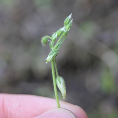 Cerastium semidecandrum