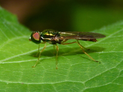 Sargus fasciatus