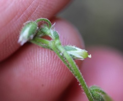 Cerastium semidecandrum