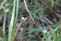 Samolus ebracteatus subsp. ebracteatus image