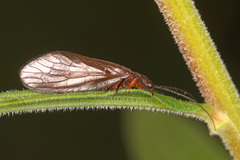 Protosialis americana