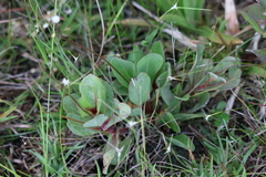 Samolus ebracteatus subsp. ebracteatus image