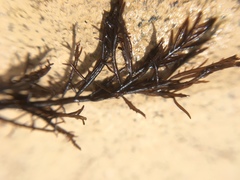 Cryptosiphonia woodii