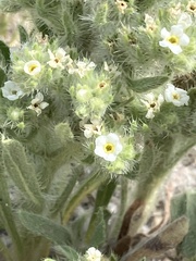 Oreocarya thyrsiflora