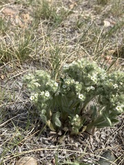 Oreocarya thyrsiflora