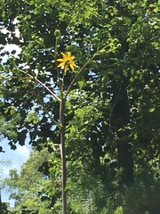Silphium asteriscus trifoliatum