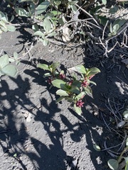Salix setchelliana