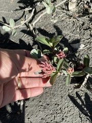 Salix setchelliana
