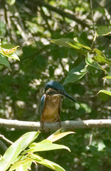 Alcedo atthis bengalensis