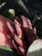 Salix setchelliana