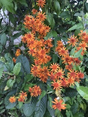 Pseudogynoxys chenopodioides