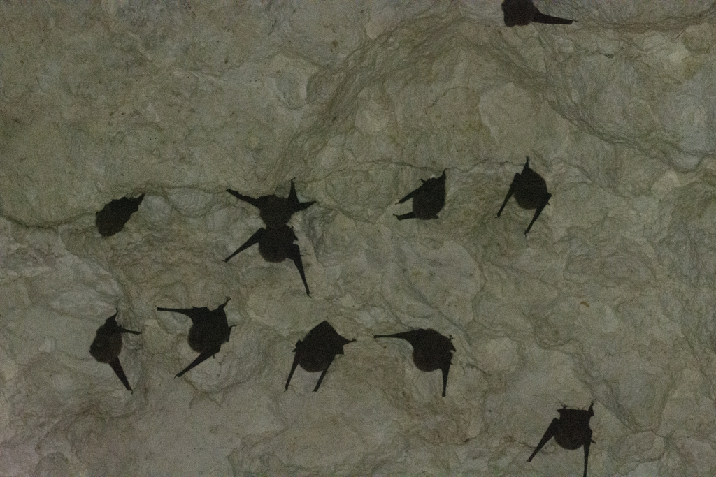 Pacific Sheath-tailed Bat