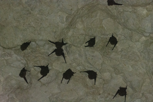 Pacific Sheath-tailed Bat