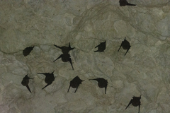 Polynesian Sheath-Tailed Bat photo 2